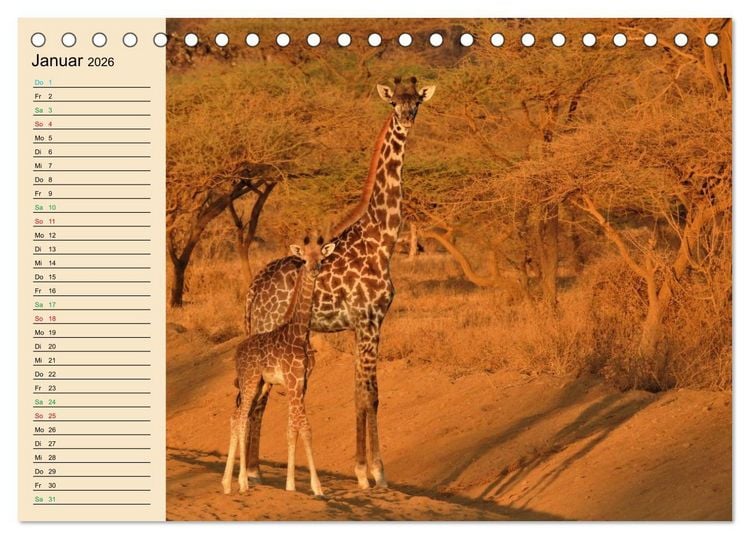 Produktbild: Verr&uuml;ckt nach Safari Verr&uuml;ckt nach Abenteuer in Kenia (Tischkalender 2026 DIN A5 quer), CALVENDO Monatskalender