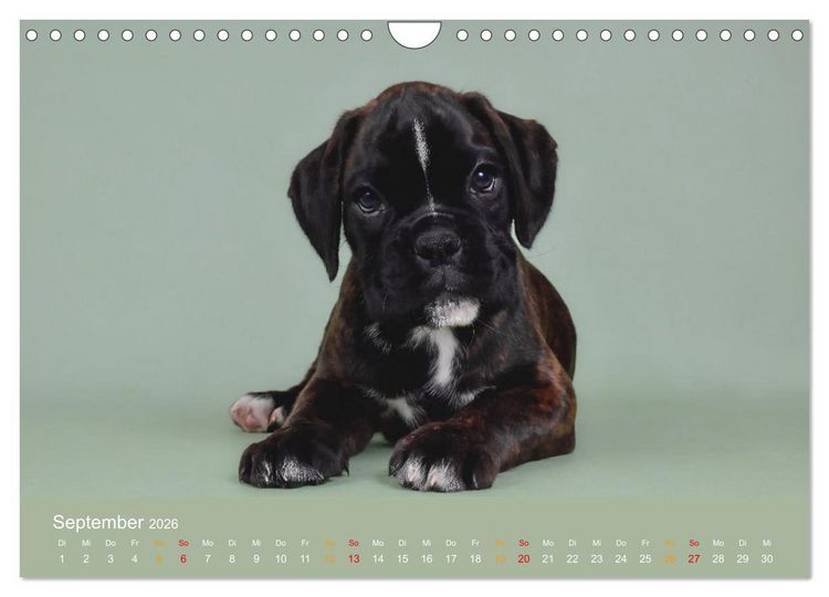Produktbild: Boxer Welpen einfach zuckers&uuml;&szlig; (Wandkalender 2026 DIN A4 quer), CALVENDO Monatskalender