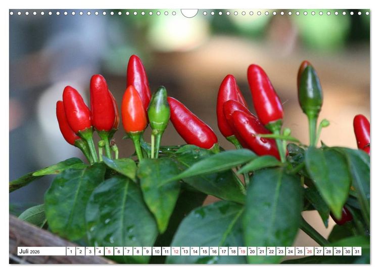 Produktbild: F&uuml;r Chili Liebhaber (Wandkalender 2026 DIN A3 quer), CALVENDO Monatskalender