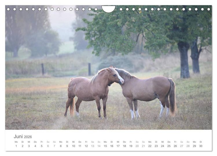 Produktbild: M&auml;rchenpferde (Wandkalender 2026 DIN A4 quer), CALVENDO Monatskalender