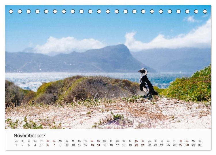 Produktbild: Pinguine - Die sympathischen Frack-Tr&auml;ger (Tischkalender 2027 DIN A5 quer), CALVENDO Monatskalender