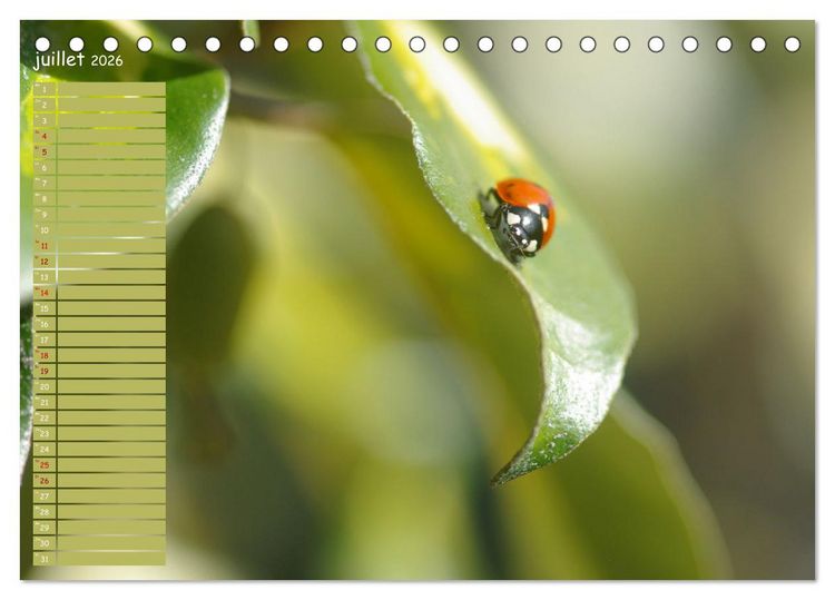 Produktbild: Coccinelles rouges &agrave; points noirs (Calendrier de bureau 2026 DIN A5 vertical), CALVENDO calendrier mensuel