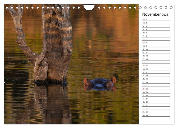 Produktbild: S&uuml;dafrika - Big 5 und mehr (Wandkalender 2026 DIN A4 quer), CALVENDO Monatskalender