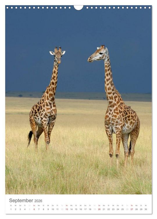 Produktbild: Magie des Augenblicks - Giraffen - Riesen der Savanne (Wandkalender 2026 DIN A3 hoch), CALVENDO Monatskalender