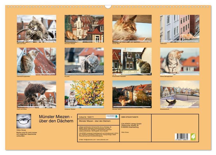 Produktbild: M&uuml;nster Miezen - &uuml;ber den D&auml;chern (Wandkalender 2026 DIN A2 quer), CALVENDO Monatskalender