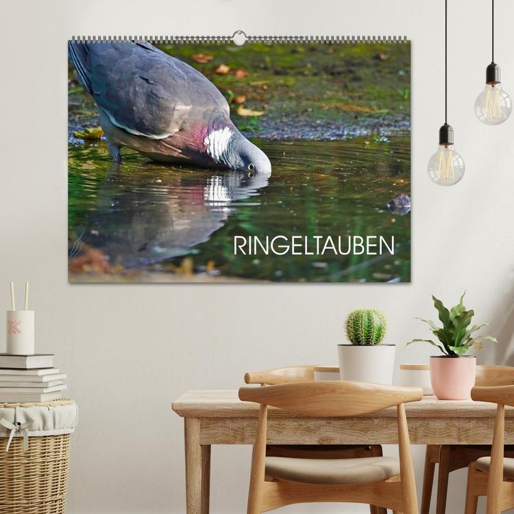 Produktbild: Ringeltauben (Wandkalender 2026 DIN A2 quer), CALVENDO Monatskalender