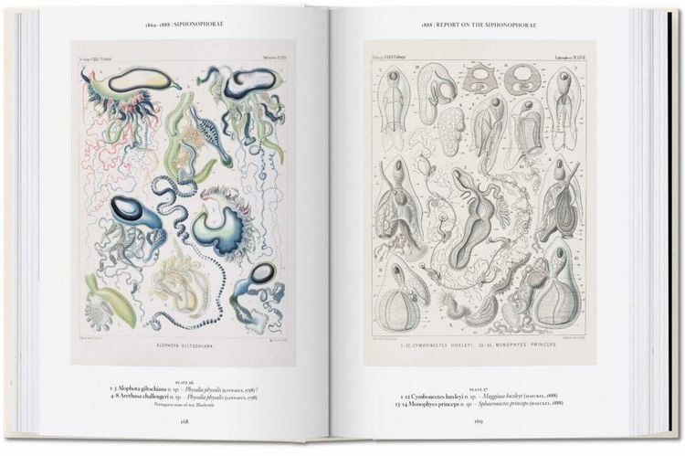 Produktbild: The Art and Science of Ernst Haeckel