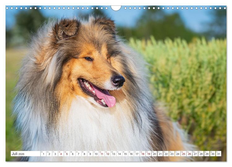 Produktbild: Der Collie - ein Hund f&uuml;rs Herz (Wandkalender 2026 DIN A3 quer), CALVENDO Monatskalender