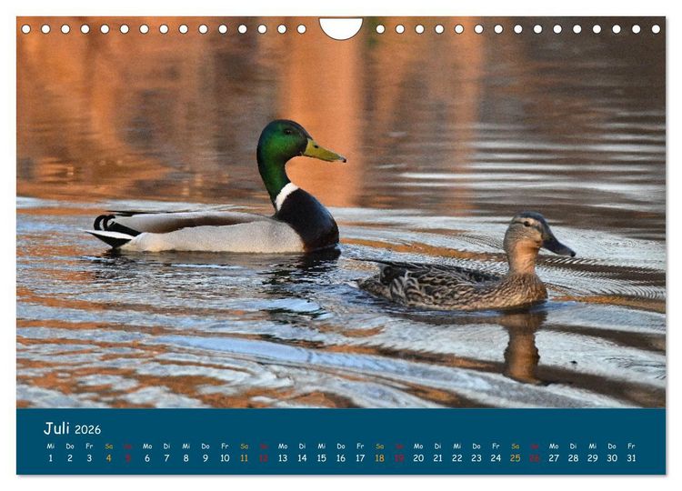 Produktbild: Naturschutzgebiet W&uuml;mme (Wandkalender 2026 DIN A4 quer), CALVENDO Monatskalender