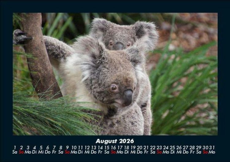 Produktbild: Koala 2026 Fotokalender DIN A5