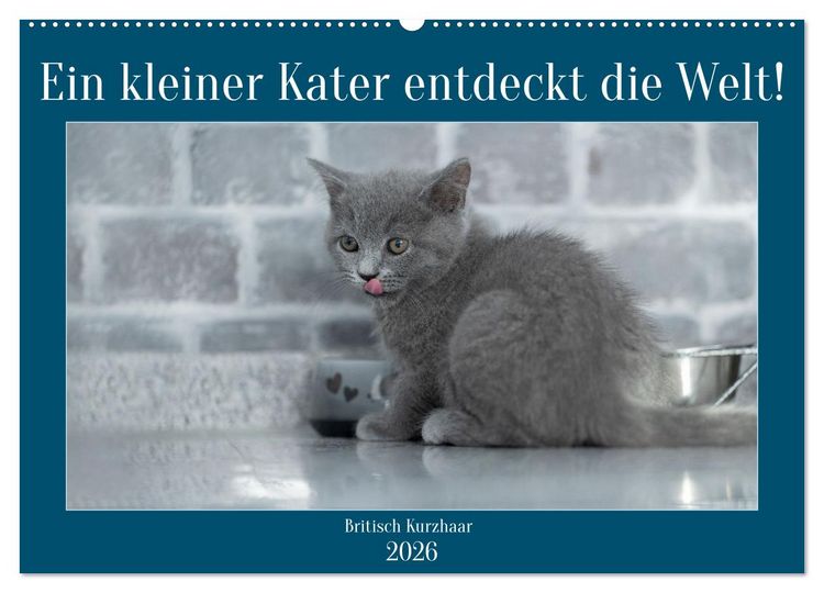Produktbild: Ein kleiner Kater entdeckt die Welt! (Wandkalender 2026 DIN A2 quer), CALVENDO Monatskalender