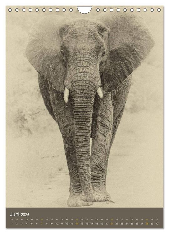 Produktbild: Afrikas Tierwelt - Sepia-Art (Wandkalender 2026 DIN A4 hoch), CALVENDO Monatskalender