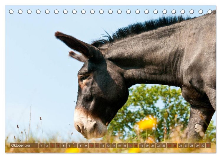 Produktbild: Esel - Sixtus Loreley (Tischkalender 2026 DIN A5 quer), CALVENDO Monatskalender