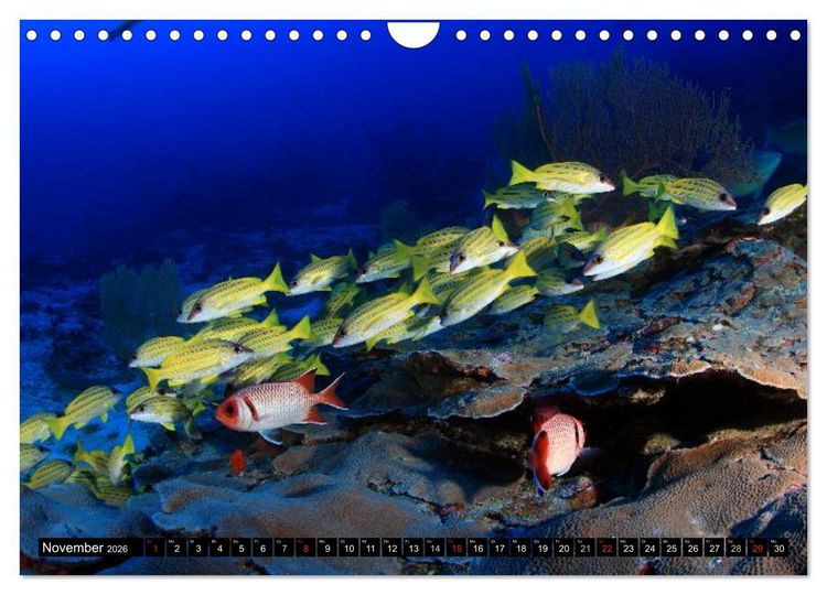 Produktbild: Paradiese im ewigen Blau. Die bunte Unterwasserwelt (Wandkalender 2026 DIN A4 quer), CALVENDO Monatskalender