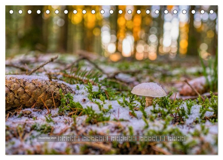 Produktbild: Vielfalt am Waldboden (Tischkalender 2026 DIN A5 quer), CALVENDO Monatskalender