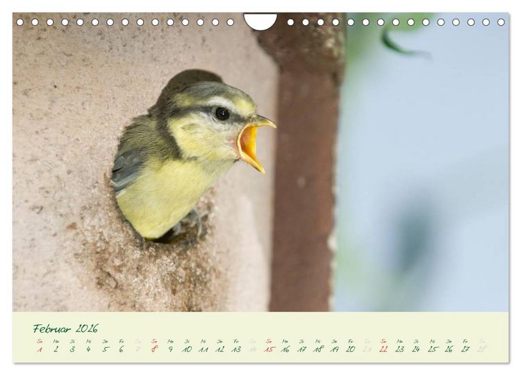 Produktbild: Elternzeit - das Familienleben der Blaumeisen (Wandkalender 2026 DIN A4 quer), CALVENDO Monatskalender