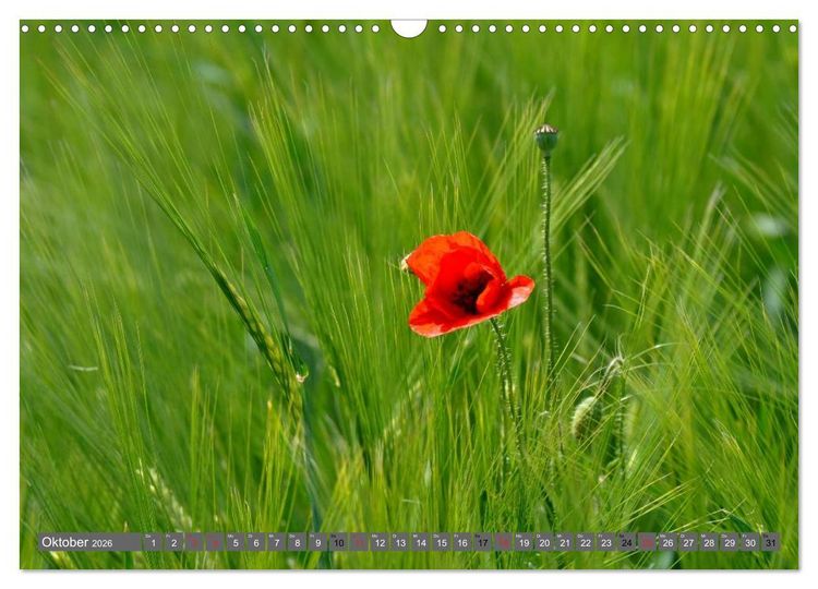 Produktbild: MOHNBL&Uuml;TEN (Wandkalender 2026 DIN A3 quer), CALVENDO Monatskalender