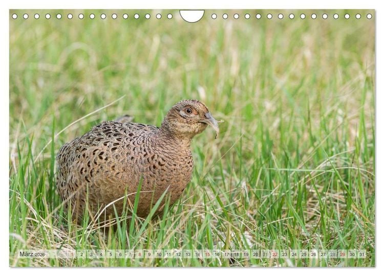 Produktbild: Emotionale Momente: Der Jagdfasan. (Wandkalender 2026 DIN A4 quer), CALVENDO Monatskalender