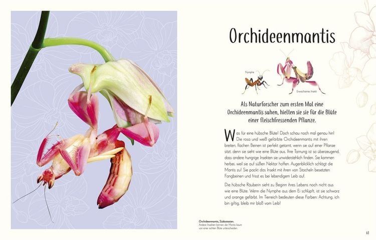 Produktbild: Wundervolle Welt der Insekten und Spinnentiere