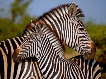 Produktbild: CALVENDO Puzzle Zebra-Kleinfamilie, Afrika | 1000 Teile Lege-Gr&ouml;&szlig;e 64x48cm Foto-Puzzle f&uuml;r gl&uuml;ckliche Stunden