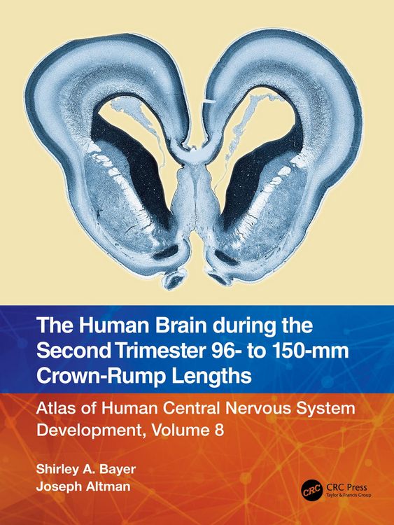 Produktbild: The Human Brain during the Second Trimester 96- to 150-mm Crown-Rump Lengths