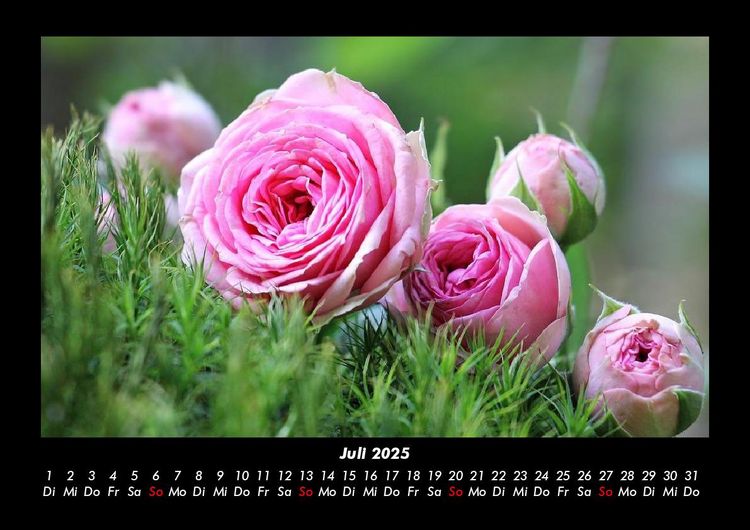 Produktbild: Strahlend sch&ouml;ne Rosen 2025 Fotokalender DIN A3