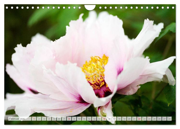 Produktbild: Pfingstrosenbl&uuml;ten (Wandkalender 2026 DIN A4 quer), CALVENDO Monatskalender
