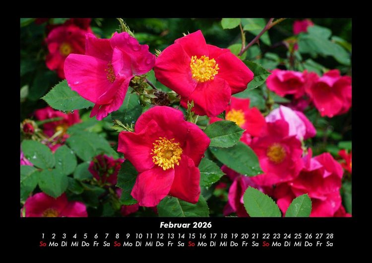 Produktbild: Blumenkalender 2026 Fotokalender DIN A3