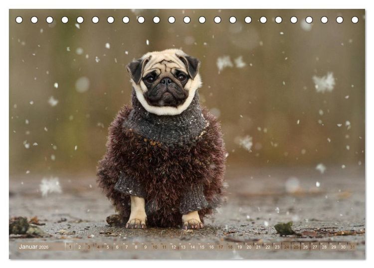 Produktbild: Lustige M&ouml;pse aus der Hundeknipserei (Tischkalender 2026 DIN A5 quer), CALVENDO Monatskalender