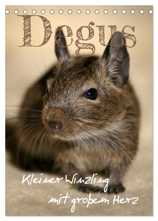 Produktbild: Degus - Winzlinge mit gro&szlig;em Herz (Tischkalender 2026 DIN A5 hoch), CALVENDO Monatskalender
