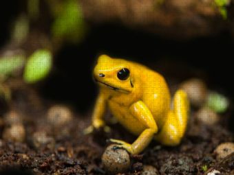 Produktbild: CALVENDO Puzzle Schreckliche Pfeilgiftfrosch (Phyllobates terribilis) | 1000 Teile Lege-Gr&ouml;&szlig;e 64x48cm Foto-Puzzle f&uuml;r gl&uuml;ckliche Stunden