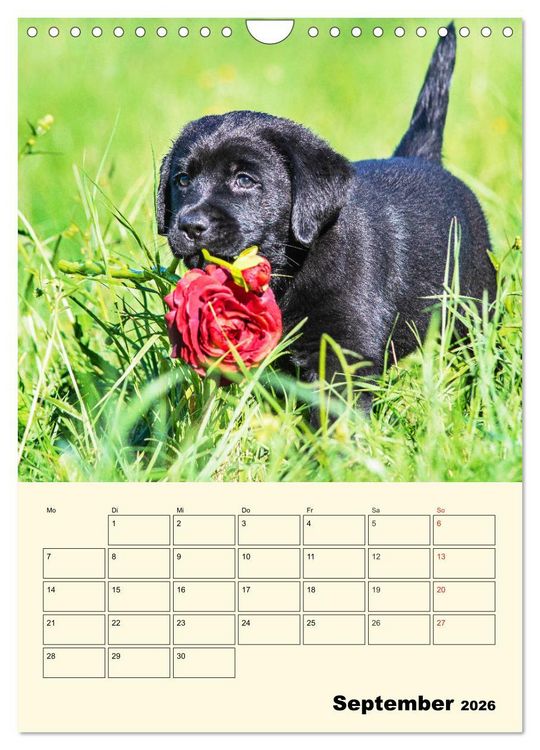 Produktbild: Familienplaner - Labrador Welpen entdecken die Welt (Wandkalender 2026 DIN A4 hoch), CALVENDO Monatskalender