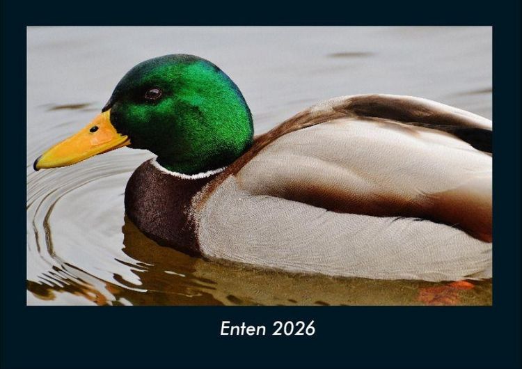 Produktbild: Enten 2026 Fotokalender DIN A4