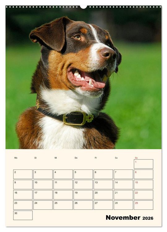 Produktbild: Appenzeller Sennenhund - Mit Plan durch das Jahr (hochwertiger Premium Wandkalender 2026 DIN A2 hoch), Kunstdruck in Hochglanz