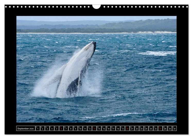 Produktbild: Australia Wildlife (Wandkalender 2026 DIN A3 quer), CALVENDO Monatskalender