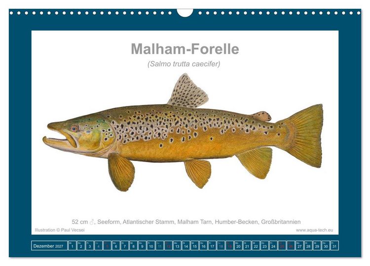 Produktbild: Fisch als Kunst 2027: Seeforellen (Wandkalender 2027 DIN A3 quer), CALVENDO Monatskalender