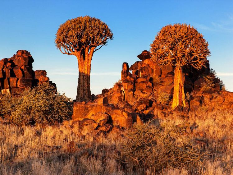 Produktbild: CALVENDO Puzzle K&ouml;cherbaum im Abendlicht in der Namib W&uuml;ste in Namibia | 1000 Teile Lege-Gr&ouml;&szlig;e 64x48cm Foto-Puzzle f&uuml;r gl&uuml;ckliche Stunden