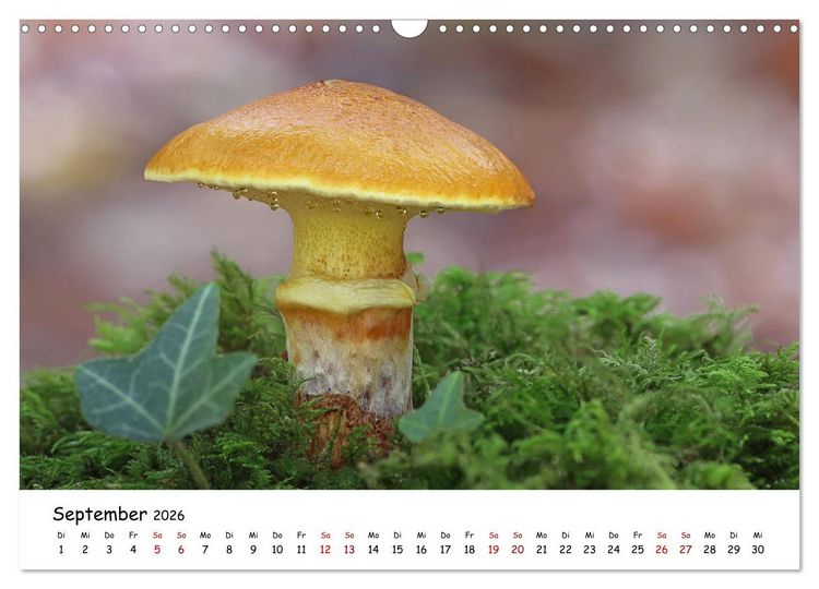 Produktbild: Pilzgalerie - Heimische Pilze von ihrer sch&ouml;nsten Seite (Wandkalender 2026 DIN A3 quer), CALVENDO Monatskalender