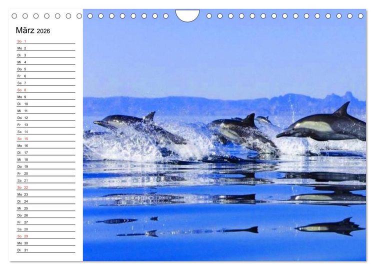 Produktbild: Delfine - L&auml;chelnde Intelligenz (Wandkalender 2026 DIN A4 quer), CALVENDO Monatskalender