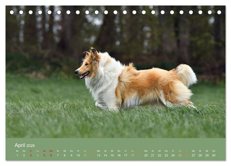 Produktbild: Fantastische Collies - Sieger der Herzen (Tischkalender 2026 DIN A5 quer), CALVENDO Monatskalender