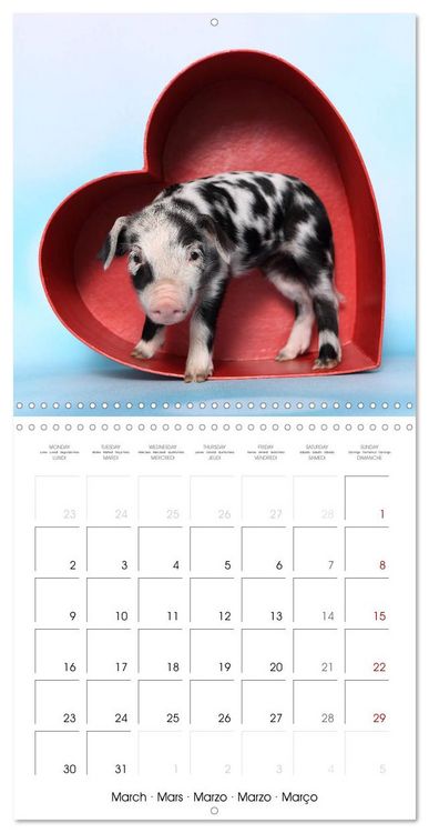 Produktbild: Sweet little piglets (Wall Calendar 2026 12 &times; 12 Inch) CALVENDO 12 Month Wall Calendar