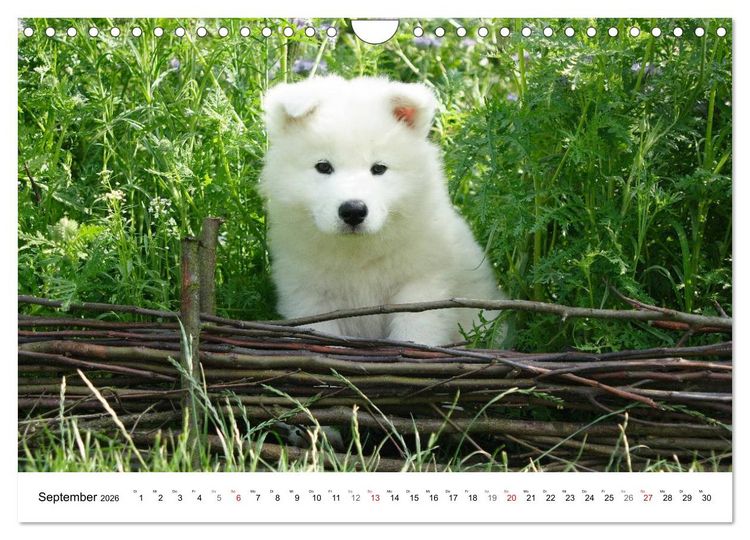 Produktbild: Samojeden Welpen (Wandkalender 2026 DIN A4 quer), CALVENDO Monatskalender