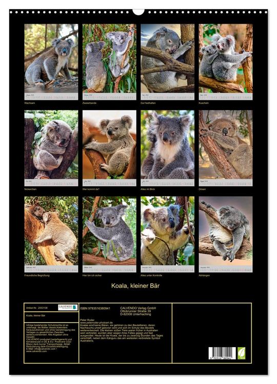 Produktbild: Koala, kleiner B&auml;r (Wandkalender 2026 DIN A2 hoch), CALVENDO Monatskalender