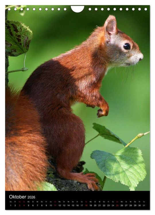Produktbild: Eichh&ouml;rnchen (Wandkalender 2026 DIN A4 hoch), CALVENDO Monatskalender