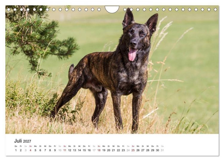 Produktbild: ausdrucksvolle Holl&auml;ndische Sch&auml;ferhunde (Wandkalender 2027 DIN A4 quer), CALVENDO Monatskalender