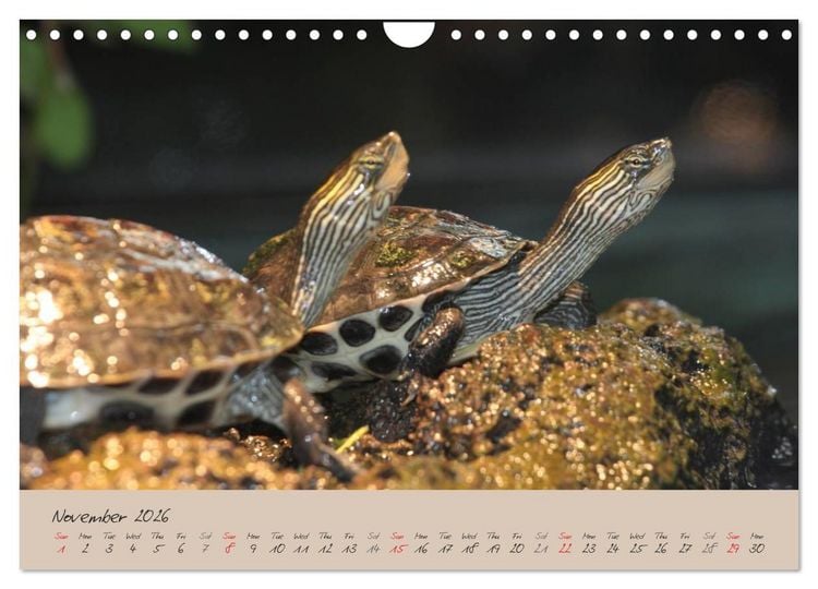 Produktbild: Turtles and Tortoise / UK-Version (Wall Calendar 2026 DIN A4 landscape), CALVENDO 12 Month Wall Calendar