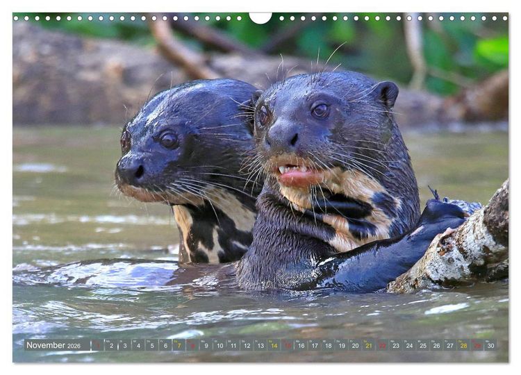 Produktbild: Riesenotter - Flussw&ouml;lfe im Pantanal (Wandkalender 2026 DIN A3 quer), CALVENDO Monatskalender