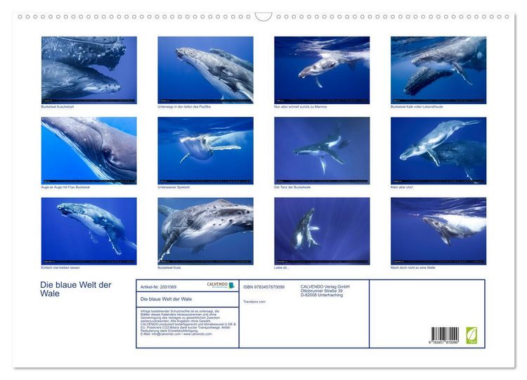 Produktbild: Die blaue Welt der Wale (Wandkalender 2026 DIN A2 quer), CALVENDO Monatskalender
