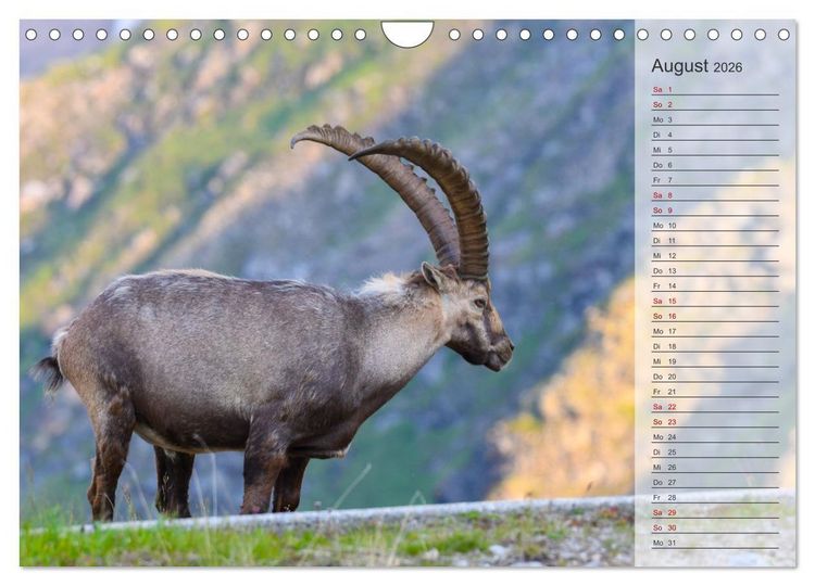 Produktbild: Bergk&ouml;nige - Steinb&ouml;cke im Blickpunkt der Naturfotografie (Wandkalender 2026 DIN A4 quer), CALVENDO Monatskalender