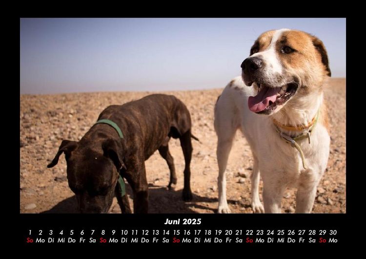 Produktbild: Hundezauber 2025 Fotokalender DIN A3